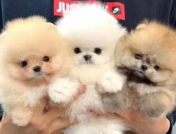 Orjinal Pomeranian Boo