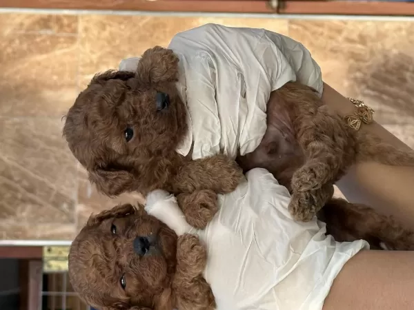 Kore Poodle Yavrularımız