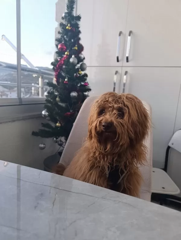 Ömürlük Yuvasını Arayan Sevgi Dolu Bir Dost Köpeğimiz