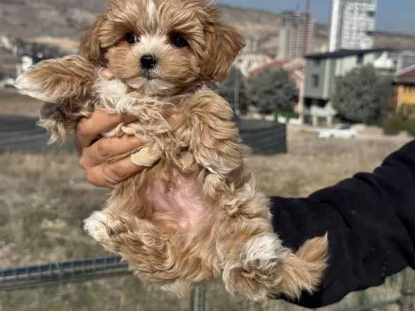 Petmode Köpek Çiftliğinde Ziyarete Açık Maltipoo