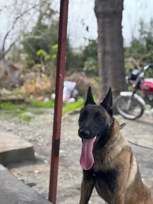 Son Üç Yavru Malinois Yer Kmaraş