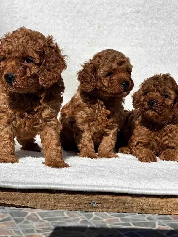 Sevimli Toy Poodle Yavrularımız
