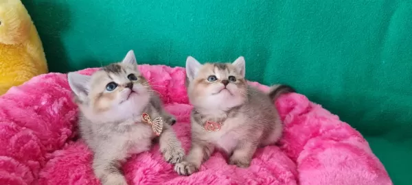 Golden British Shorthair Yavrularımız Hazır