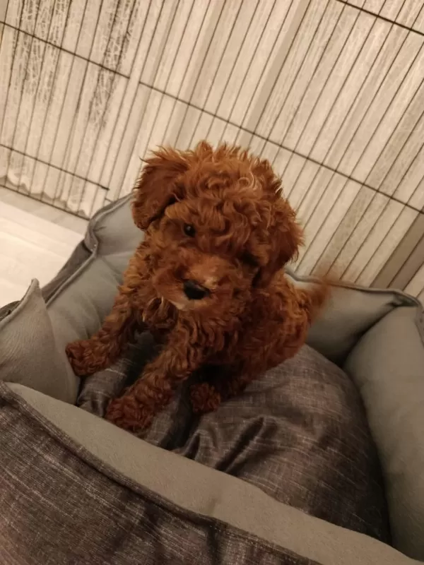 Son Uygun Orjinal Toy Poodle