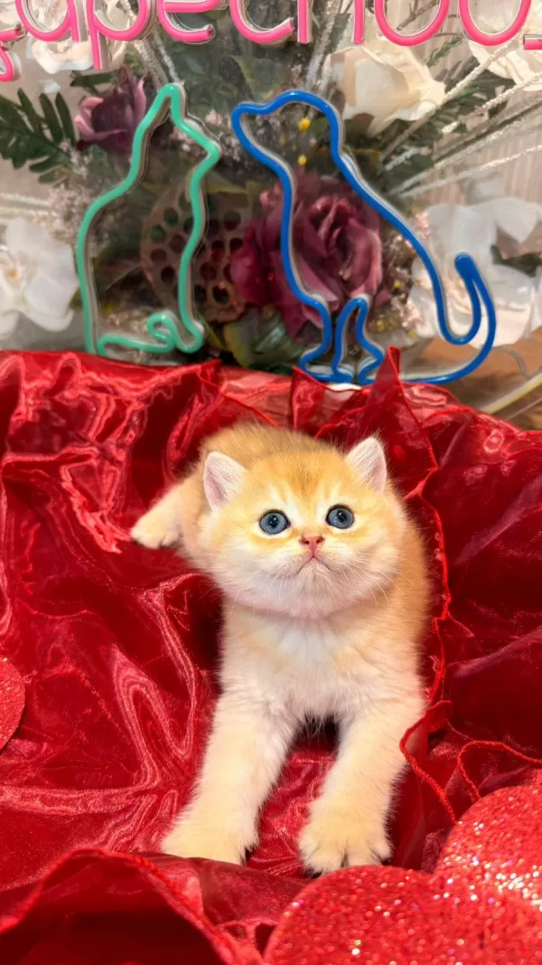 Golden Ny12 Top Kafa Safkan British Shorthair