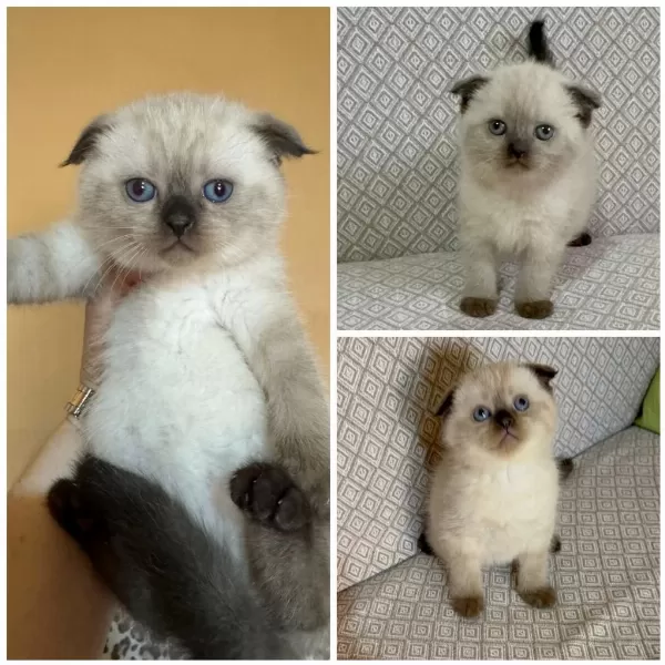 Scottish Fold Chocolate Point