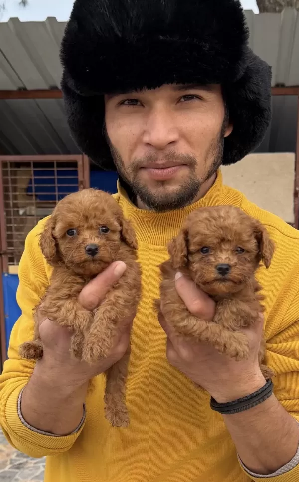 Toy Poodle Yavrularımız