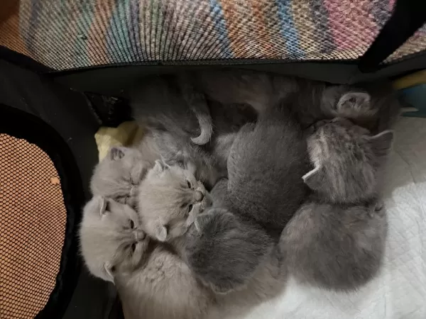 7 Adet Scottish Fold Yavrusu