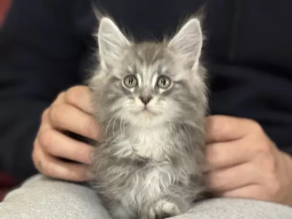 Ankaranın En Kaliteli Şecereli Maine Coon Yavruları