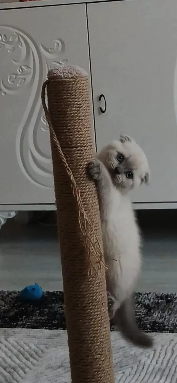 Anne Baba Şecereli İyi İrk Scottish Fold