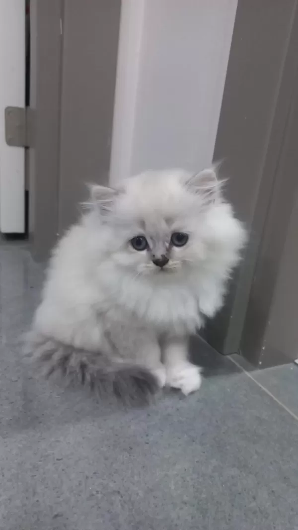 Minik Sevimli Kedilerim