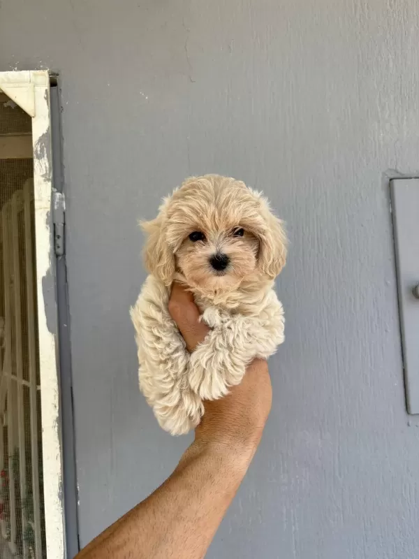 Kore Kan Maltipoo Bebekler Daha İyisi Yok