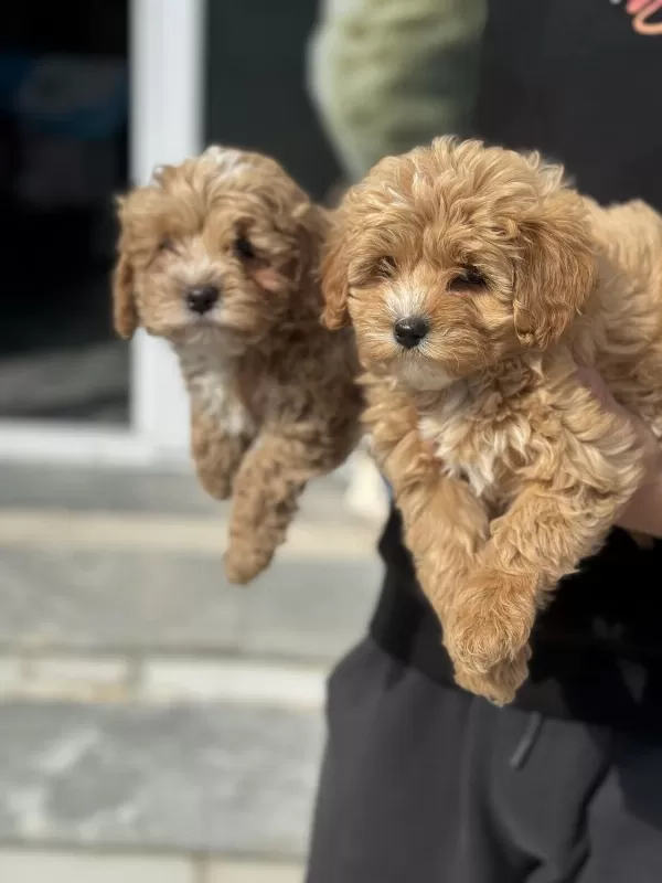 Ankarada Ziyarete Açık Maltipoo Yavrularımız