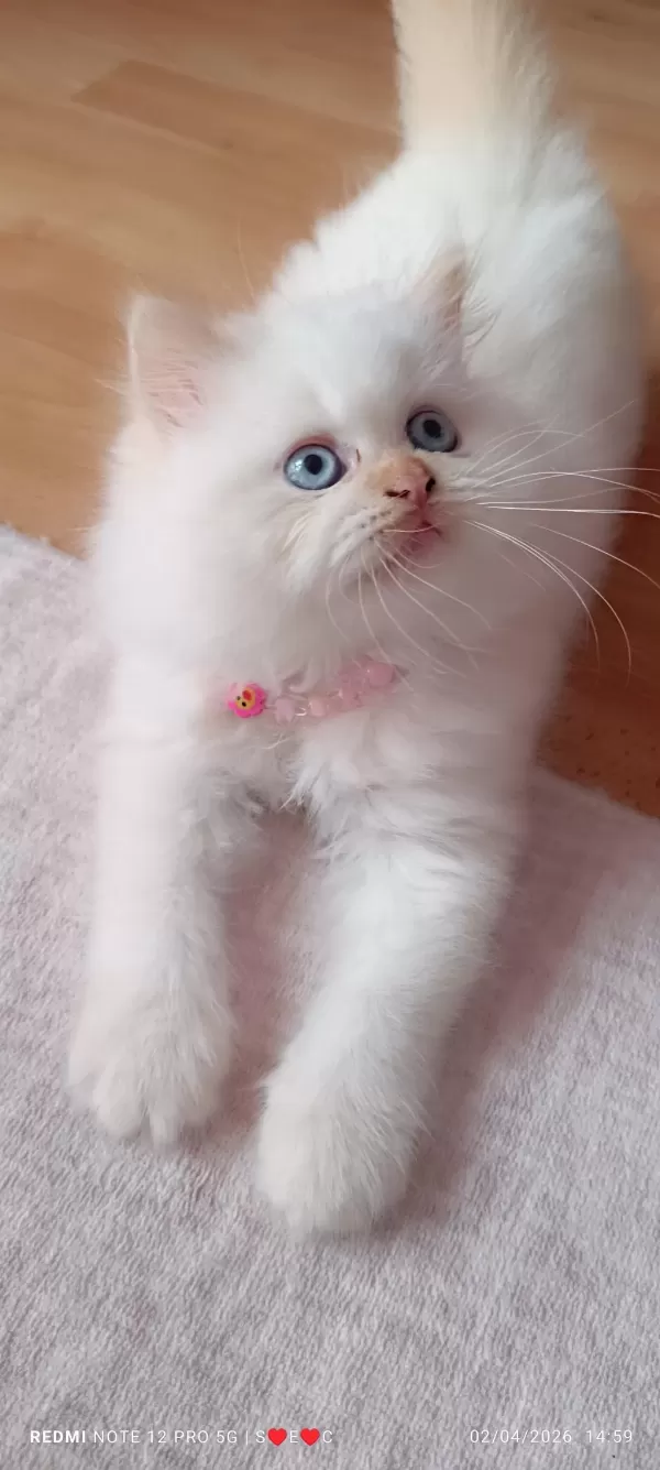 Yaramaz Boncuk İran Kedisi