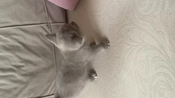 Scottish Fold Kedimiz