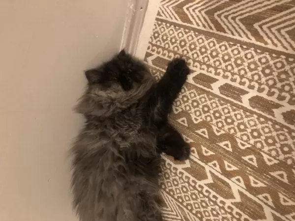 Safkan Sifir Burun Dişi İran