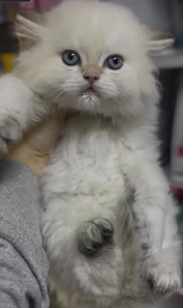 Ay1233 Safkan British Longhair Gollden Point Erkek