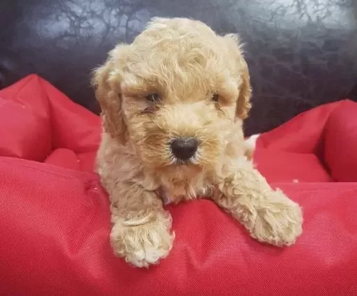 Ruhsatlı Resmi İşletmeden Taksit Avantajıyla Maltipoo