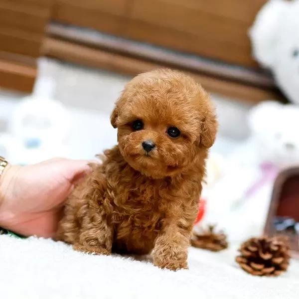 Mini Boy Poodle Bebeklerimiz