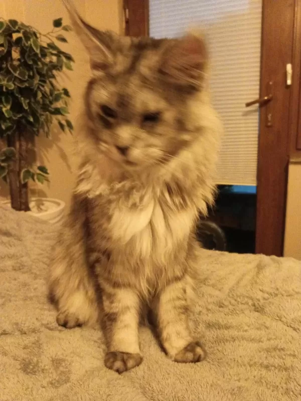 3 Xxx Large Dev Show Boy Maine Coon