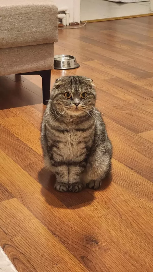 Dişi Scottish Fold (ücretsiz Sahiplendirme)