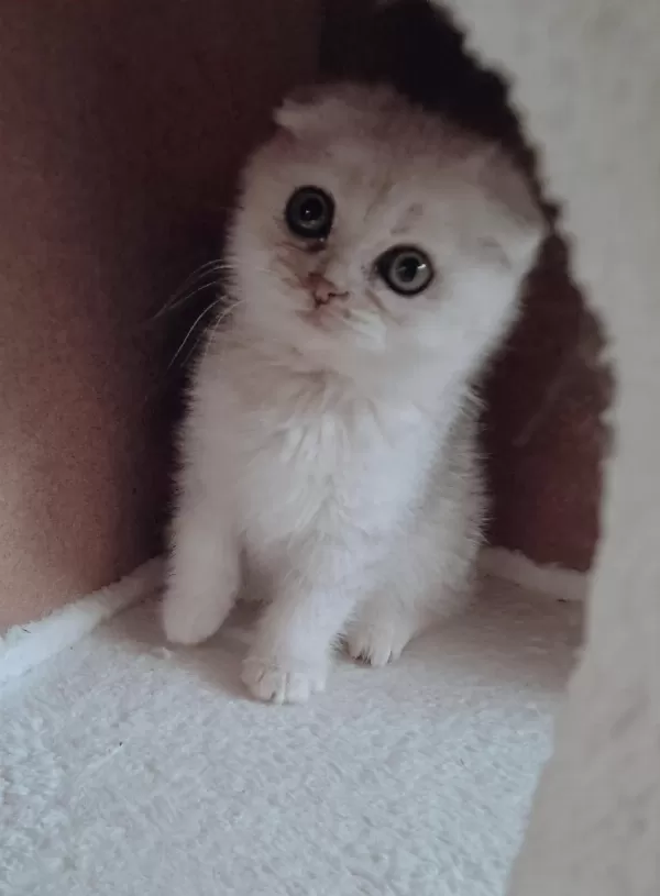 Scottish Fold Silver Erkek
