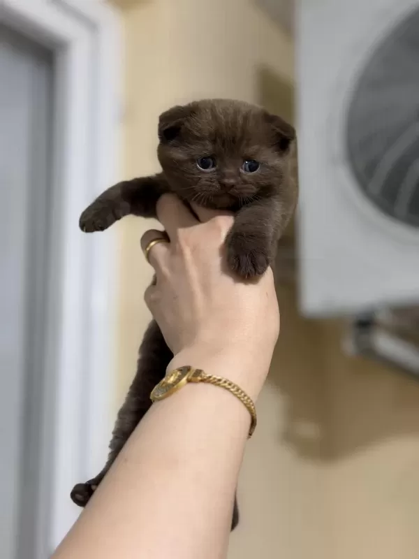 Erkek Çikolata Scottish Fold