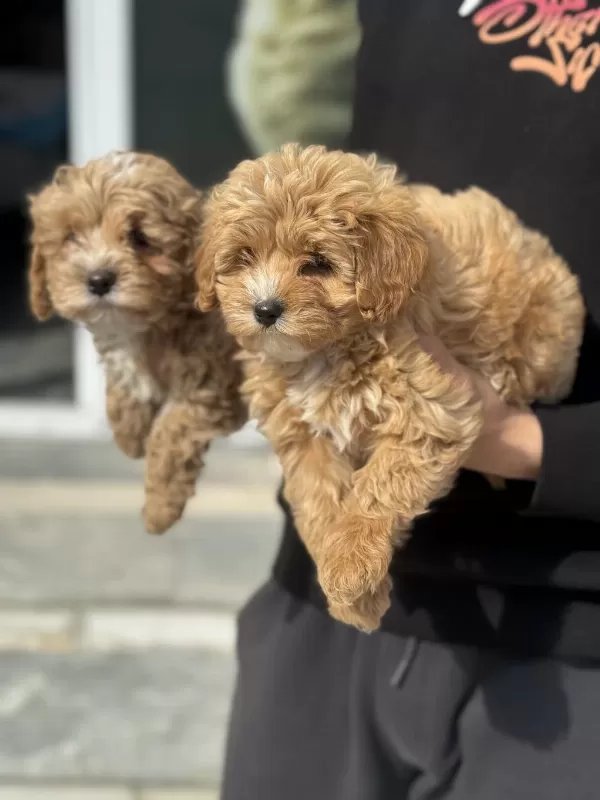 Dizayn İrk Maltipoo Yavrularımızı Görüp Ala Bilirsiniz