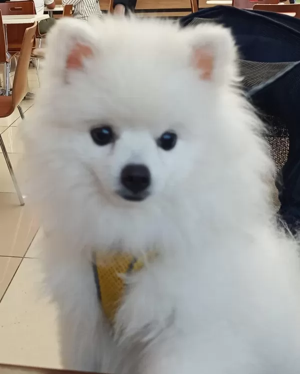 Pomeranian Boo 1,5 Yaşinda Erkek