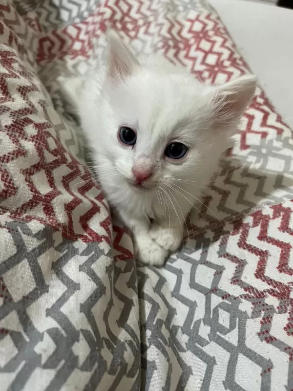 Van Kedisi Yavru İki Gözü Mavi