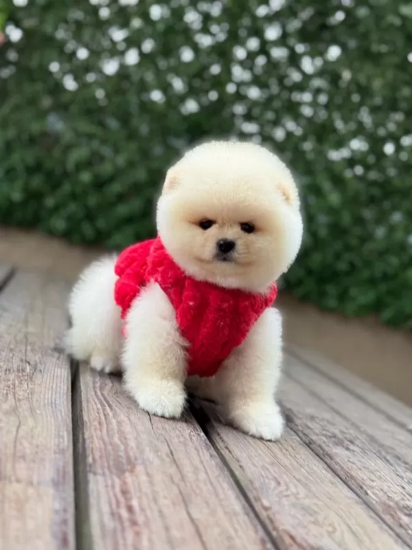 Orjinal Pomeranian Boo Yavrular