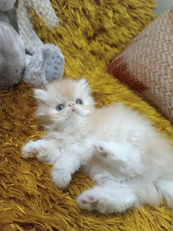 Efsane İran Persian Orijinal