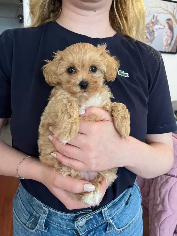 Evde Büyüyen Bebek Yüzlü Maltipoo Kızım