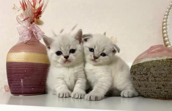 British Shorthair Yavrular