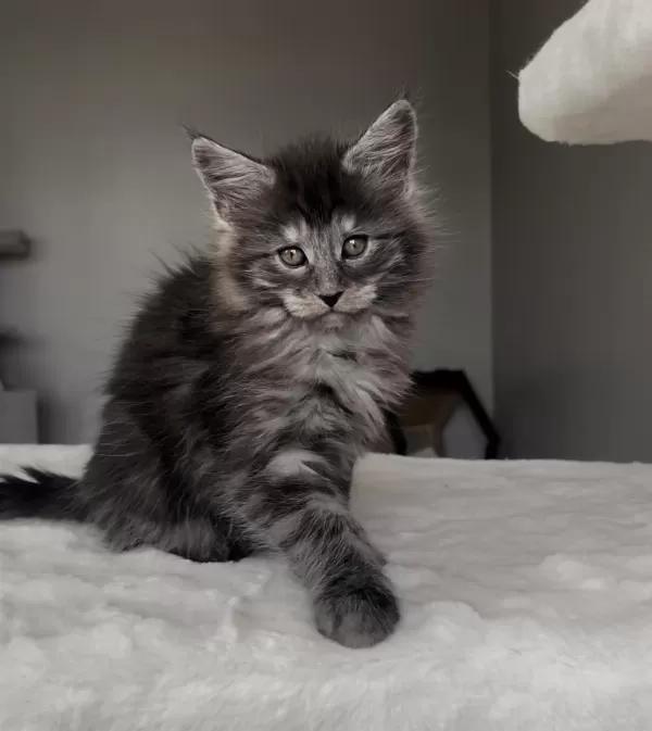 Blacksmoke Maine Coon Yavruları Granddesign Cattery