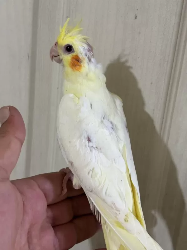 Konuşturmalik 40 Günlük Lutino Sultan Papağani Bebek