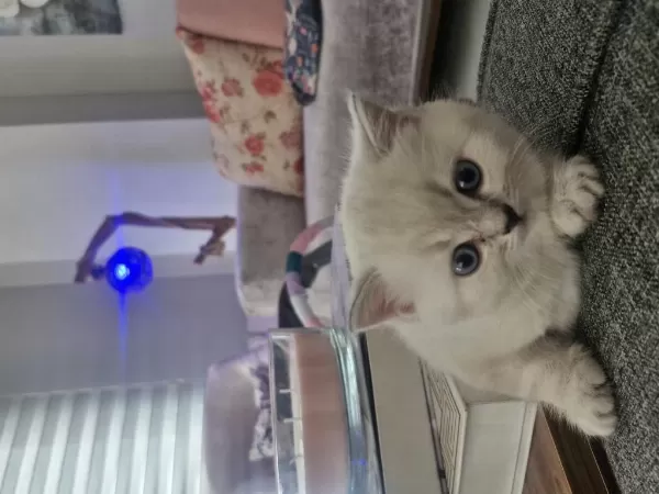 British Longhair Kedilerimiz Çok Sevimli Ve Çok Oyuncular
