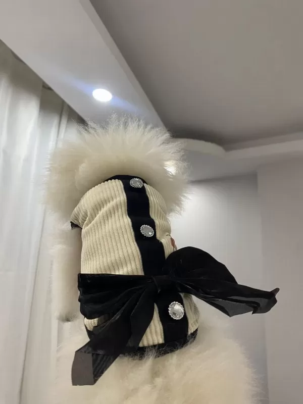 Pomeranian Yavru 7 Aylık