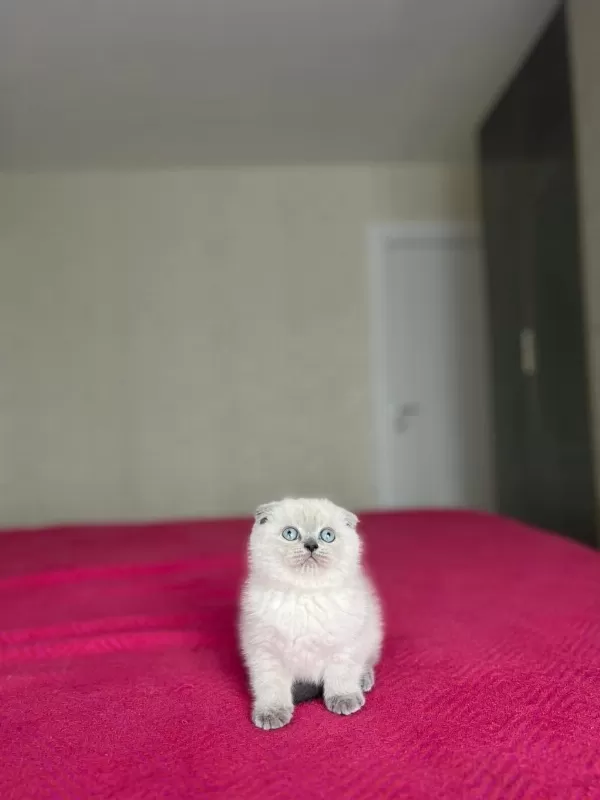 Scottish Fold Blue Point Yavrular