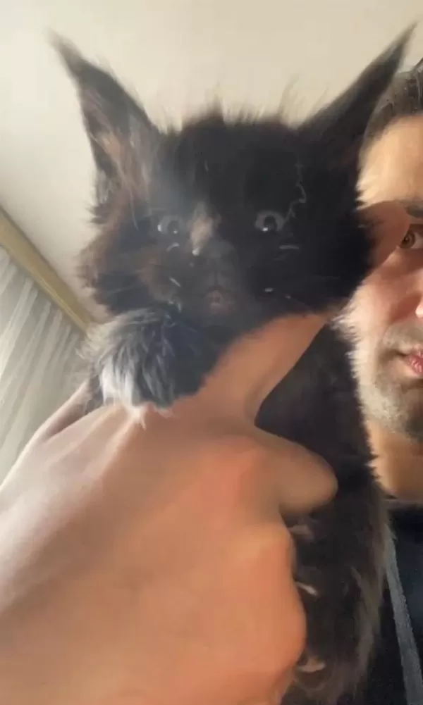 Dev Xxxl Kan Maine Coon Yavrular