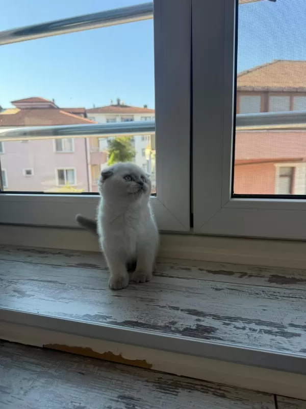 2 Adet Dişi Scottish Fold