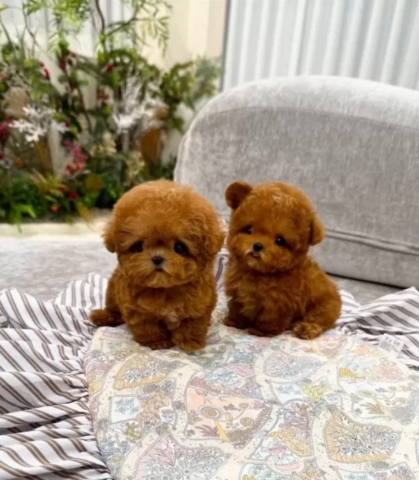 Orjinal Toy Poodle Yavruları