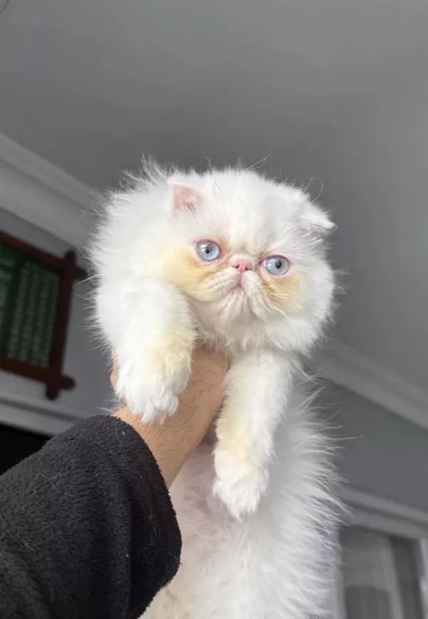 İran Persian (mükemmel Kalite)