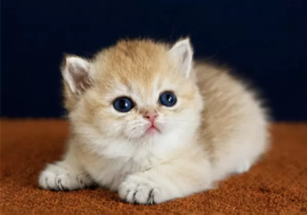 British Shorthair Ve Longhair Golden Yavrular