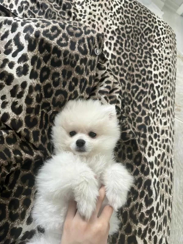 Pomeranian Dişi Üst Kaliteli