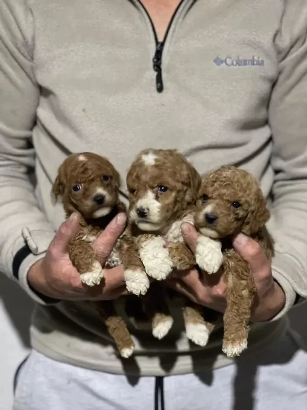 Orjinal Maltipoo Yavrularımız İçin Geç Kalmayın