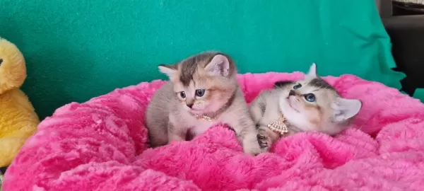 Golden British Shorthair Yavrularımız Hazır