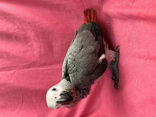 Yok Böyle Şirini Bebek Jako Papağanı Yavru