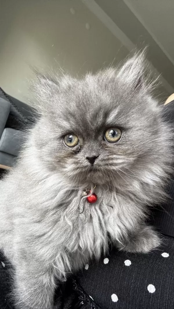 British Longhair Dişi Kedimiz