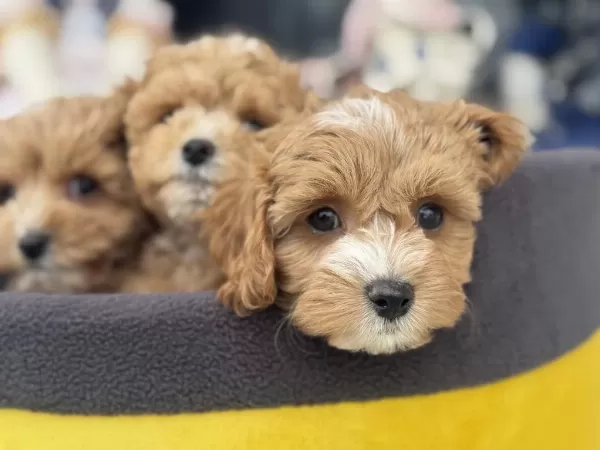 Wc Eğitimli Maltipoo Yavrularımız Ziyarete Açık